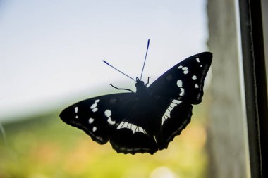 Beyaz bir Amiral Kelebeği