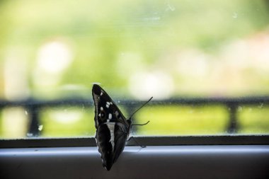 Beyaz bir Amiral Kelebeği