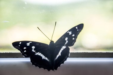 Beyaz bir Amiral Kelebeği