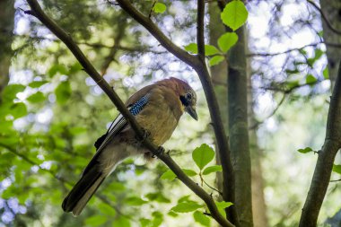 Bayağı alakarga kuş
