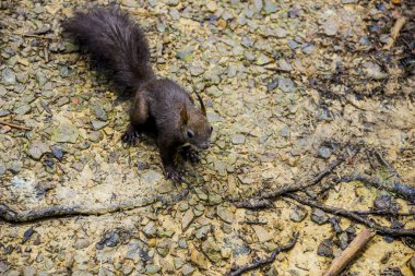 Karpatyalı bir sincap.