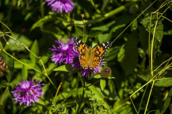 Schmetterling auf Blume — Stockfoto