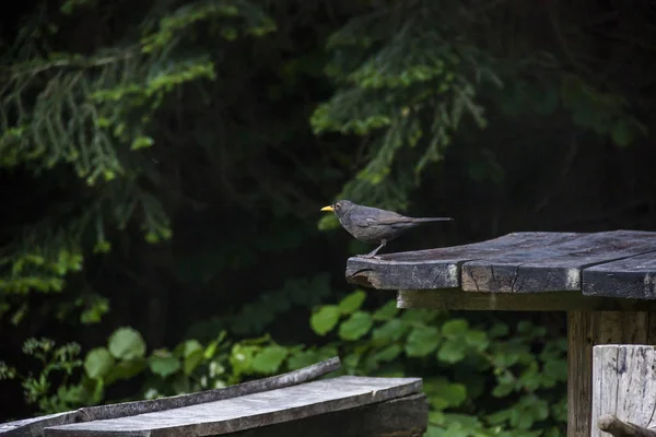 A true thrush bird — Stock Photo, Image