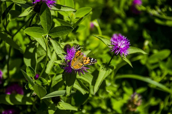 Schmetterling auf Blume — Stockfoto