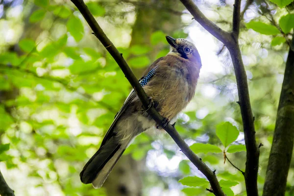 Eurasian jay bird — Stock Photo, Image