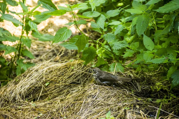 A song thrush bird — Stock Photo, Image