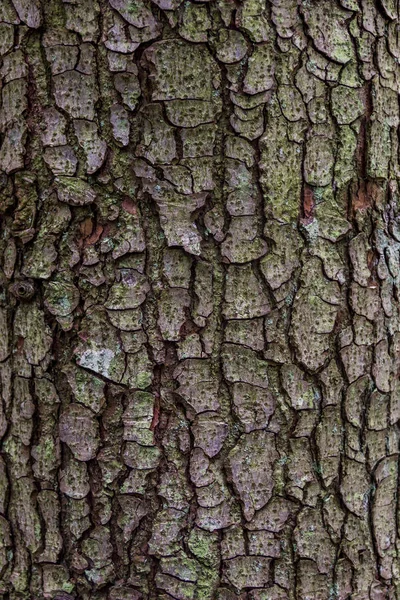 Close-up bark of spruce — Stock Photo, Image