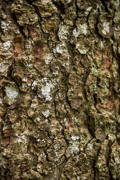 Close-up bark of spruce — Stock Photo, Image