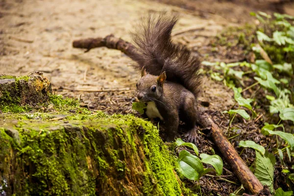 Kárpáti mókus — Stock Fotó