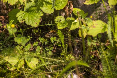 kum kertenkelesi (Lacerta agilis)