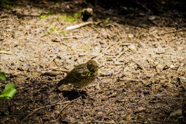 Bir şarkı ardıç kuşu