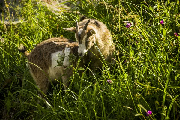 A two goats — стоковое фото