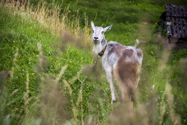 Une chèvre grise — Photo