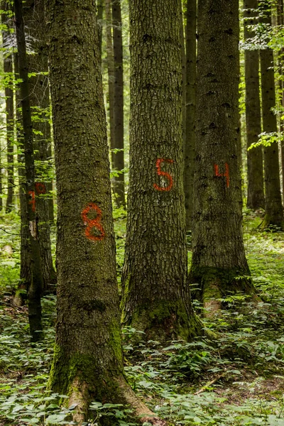 Een genummerde boom in het bos — Stockfoto