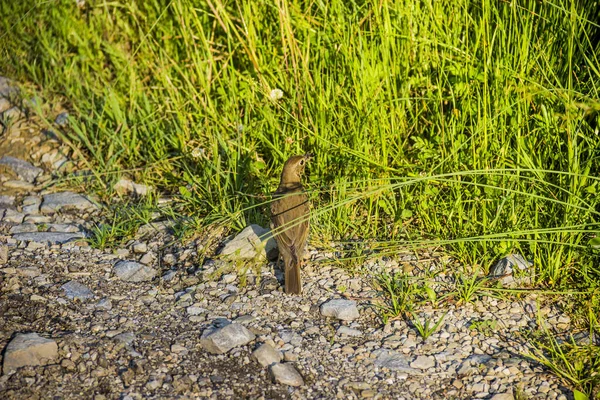 Um pássaro de tordo de canção — Fotografia de Stock