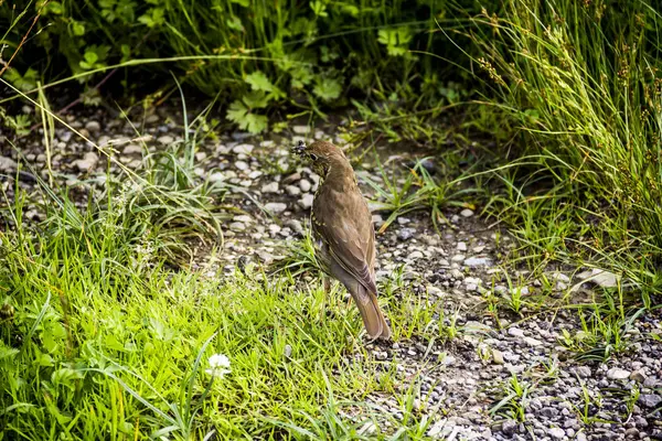 A song thrush bird — Stock Photo, Image