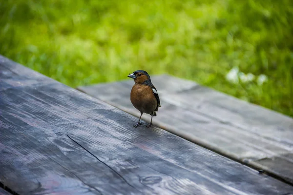 A chaffinch bird — Stock Photo, Image