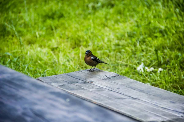 Un pájaro pinzón —  Fotos de Stock