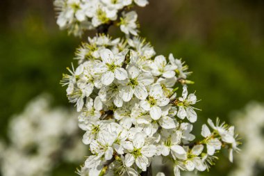 kiraz çiçek ağaç