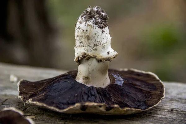 Cogumelo secado em uma mesa de madeira — Fotografia de Stock