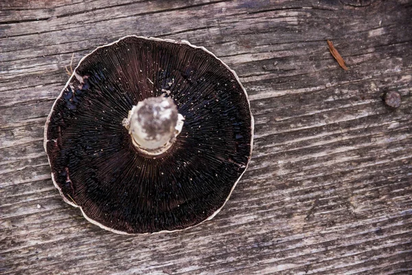 Cogumelo secado em uma mesa de madeira — Fotografia de Stock