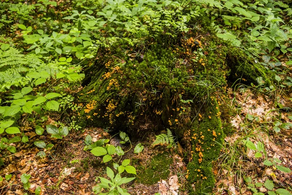 Tocón en el bosque — Foto de Stock