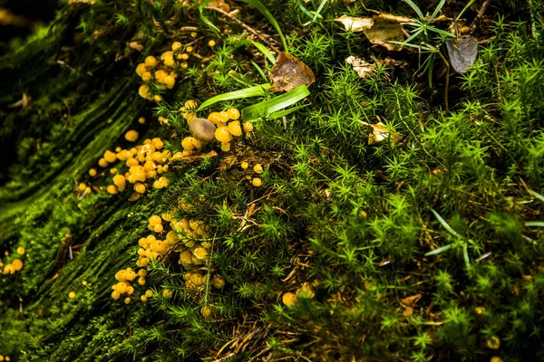 Tocón en el bosque — Foto de Stock