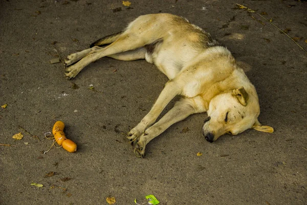 A sleeping dog — Stock Photo, Image