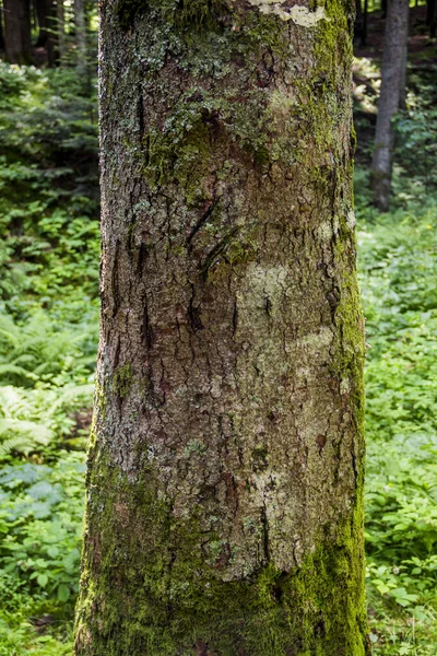Ствол Дерева — стоковое фото