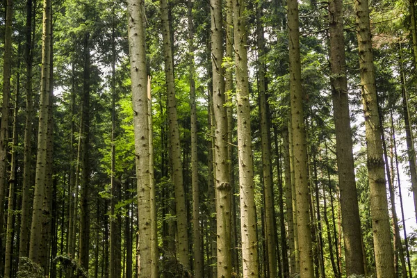 Un bosque de abetos — Foto de Stock