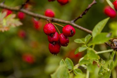 alıç (crataegus bitkisinden)
