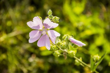 pembe ebegümeci çiçeği