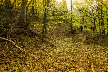 Ormanda yürüyüş yapan bir grup.