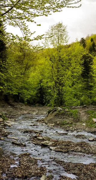 A forest river — Stockfoto