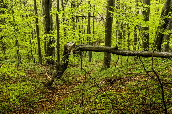 Umgestürzter Baum im Wald — Stockfoto