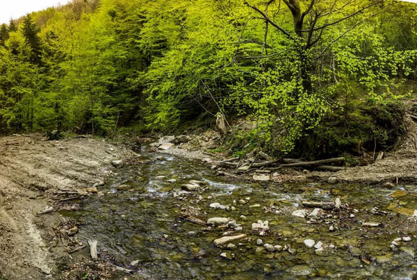 Лісова річка — стокове фото