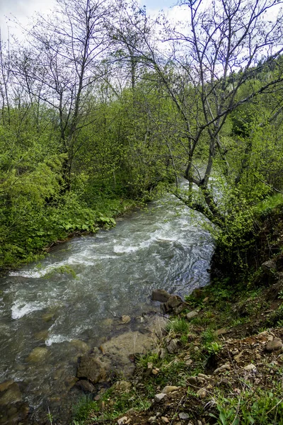 Δασικός ποταμός — Φωτογραφία Αρχείου