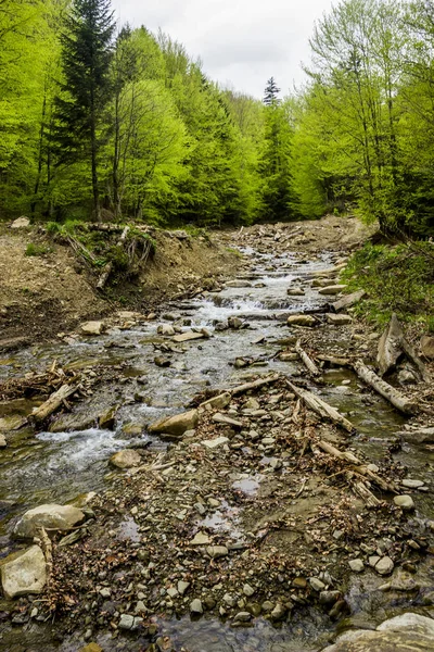 A forest river — Stockfoto