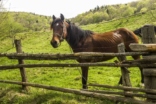 Cavalo na caneta — Fotografia de Stock