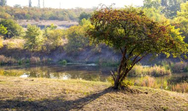 Bir çalı (krataegus monogyna))