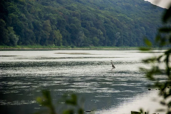 Garza gris en la orilla del río — Foto de Stock