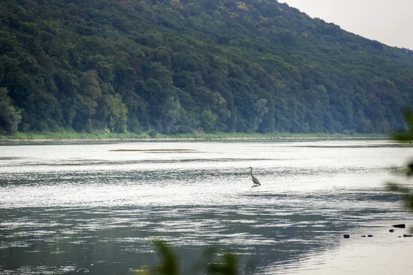 Airone grigio sulla riva del fiume — Foto Stock