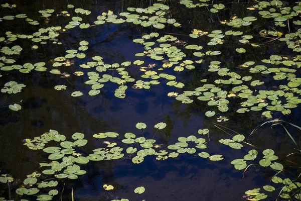 Hojas de nenúfar en río quieto — Foto de Stock