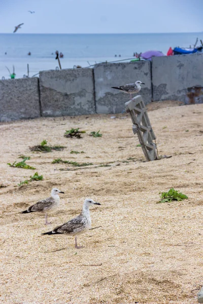 Gaivotas na praia de mar selvagem — Fotografia de Stock
