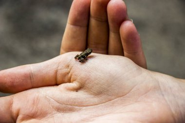 elindeki küçük kurbağa