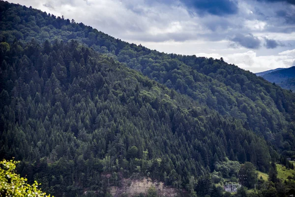 Karpaten boslandschap — Stockfoto