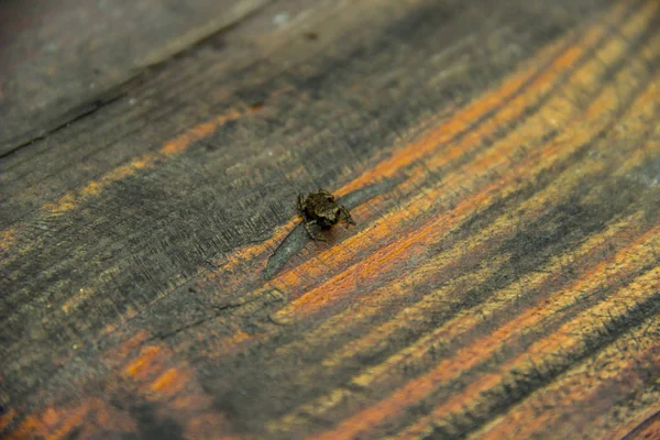 木製のテーブルの上に小さなカエル — ストック写真