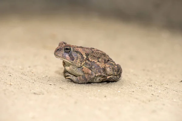 Toad on the floor — Stock Photo, Image