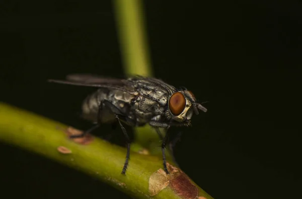 Fly on the leaf — Stock Photo, Image