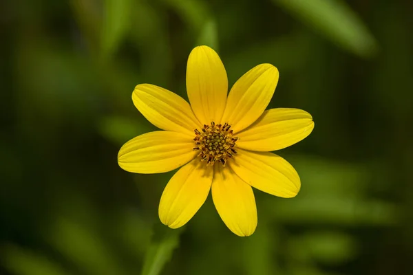 Carciofo barbuto (Bidens aristosa ) — Foto Stock